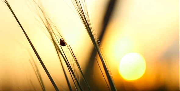 Ladybird Crawls Through the Grass at Sunset