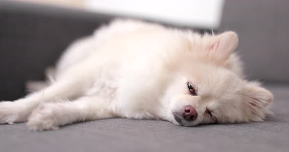 Pomeranian dog sleeping on sofa with pet owner touch on its head