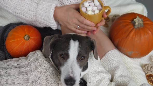 Lazy Autumn Days Alone at Home with Great Company