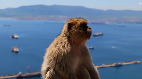 Close Up Of Barbary Macaque Sitting On The Upper Rock Of Gibraltar Nature Reserve With Seascape In B