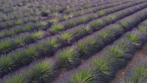 Lavender field agriculture cultivation in Valensole, Provence, France