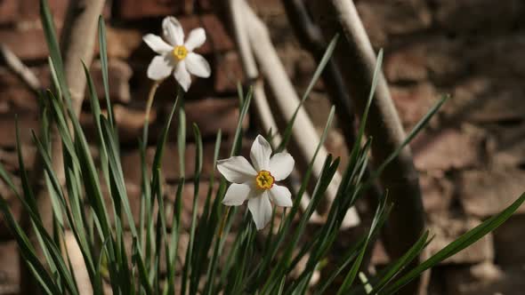 Pair of beautiful   Narcissus poeticus flower  close-up 4K 2160p 30fps UltraHD footage - Daffodil pl