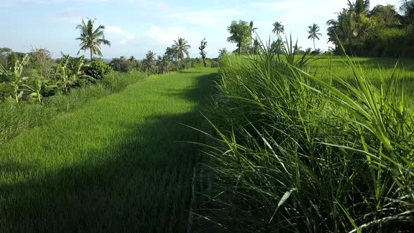 green view in Bali over the rice fields