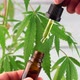 Hand dropping CBD oil from pipette to the bottle against Cannabis plant - VideoHive Item for Sale