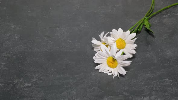 Man Puts White Chamomile Flowers on a Dark Concrete Table Closeup Slow Motion