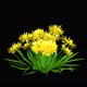 Bush With Yellow Flowers 2 - VideoHive Item for Sale