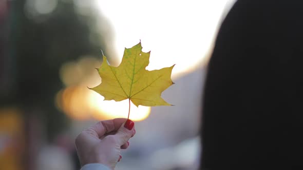 Golden Tree Leaves