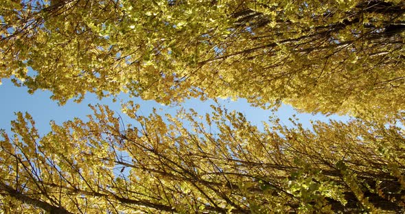 Yellow Autumn Leaves of Trees Against the Background of a Strip of Blue Sky