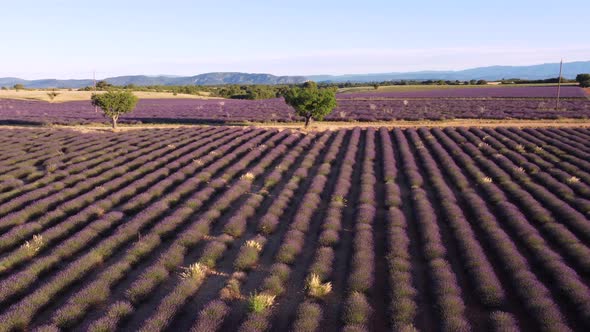 Valensole Lavender Field in Provence, France