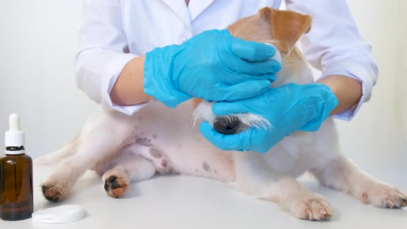 The Veterinarian Wipes the Dog's Eyes with a Cotton Swab