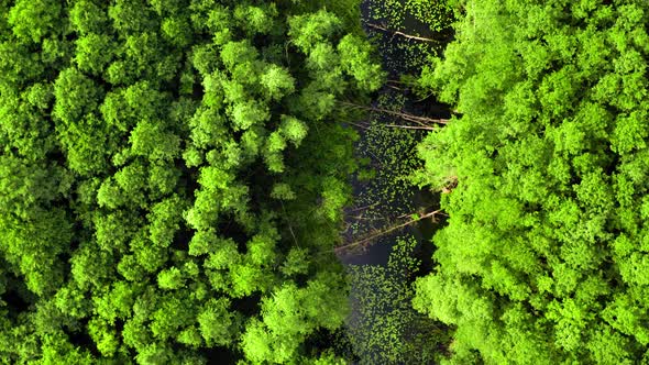 Aerial view of river, swamps and forest in summer, Poland