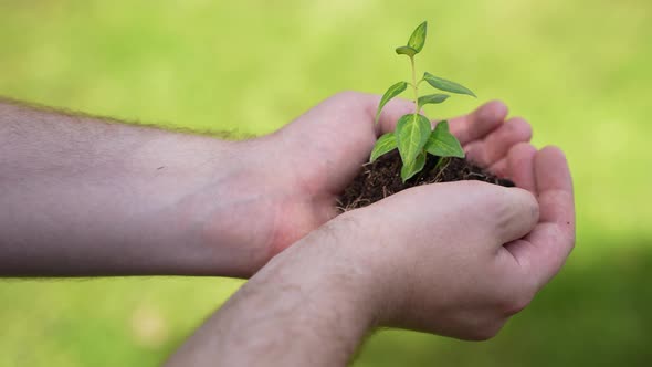 Holding Green Plant in Hands 79