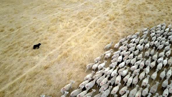 Large flock of domesticated sheep getting herded by working sheep dog, birds eye view.