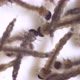 4K Macro Mosquito Larvae - VideoHive Item for Sale