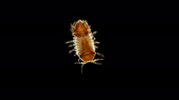 Plankton and Zooplankton of the Black Sea, Crustacean Cilicaea Sp., Type Arthropod, Order Isopoda