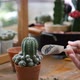 Hands of woman planting cactus on the table. - VideoHive Item for Sale