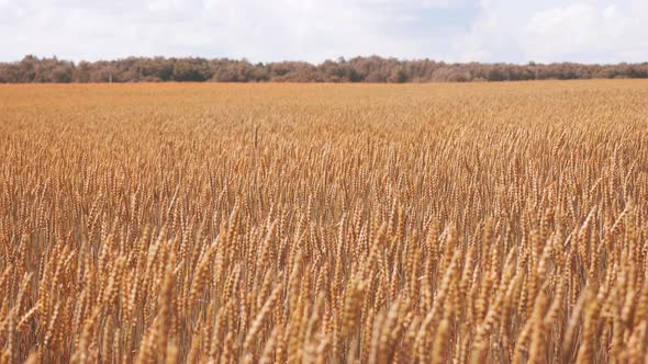 Golden Autumn Wheat Farming Field and Brown Forest