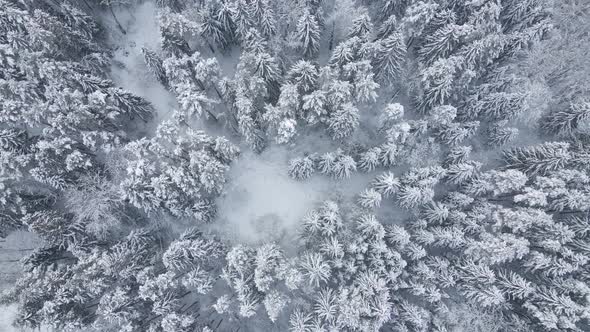 Snow Covered Forest in Winter with a Narrow Path