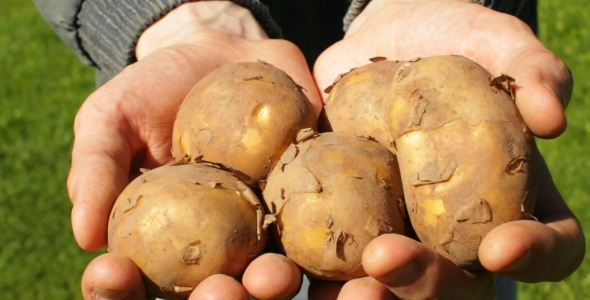 Farmer's Hands With Harvest of Potatoes