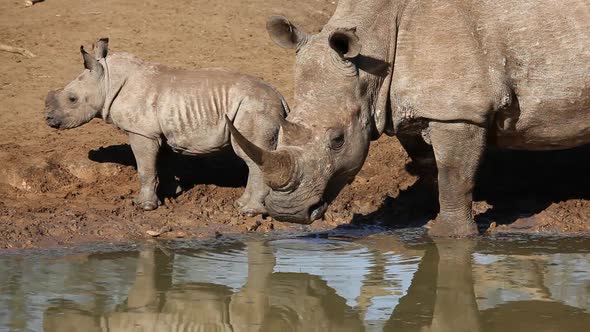 White Rhinoceros And Calf - South Africa