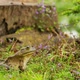 Frog Sitting on Grass From Side Against the Background of a Stump Zoom in - VideoHive Item for Sale