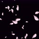 Cherry Blossom Petals Sakura - VideoHive Item for Sale