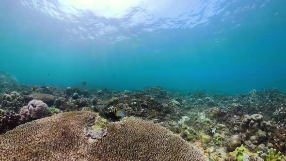 Coral Reef and Tropical Fish