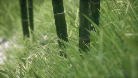 Fresh Green Grass on the Forest