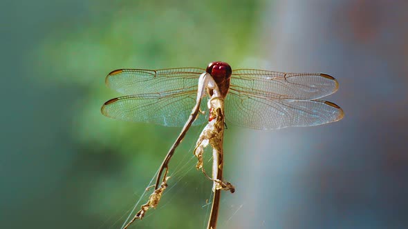 A Beautiful Red Dragon Fly On A Stem Then Flying Away - Close Up