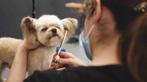 Haircut of a Funny Little Dog