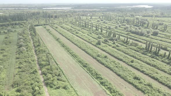 Aerial drone view flight over different agricultural fields sown in Samegrelo, Georgia