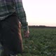 An agronomist walks through a soybean field in the light of the rays of the sun. - VideoHive Item for Sale