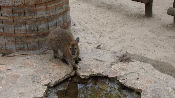 Baby kangaroo drinking water a sunny day