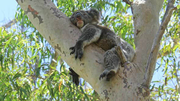 Koala on Tree