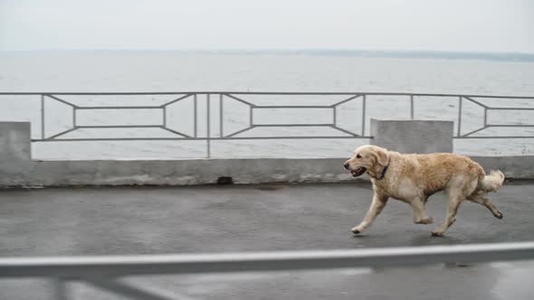 Beautiful Golden Retriever Walking