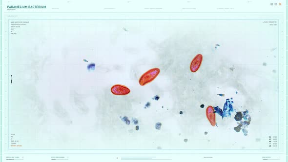 Paramecium Microscopic Bacteria Study In Innovative Biological Research Software alt