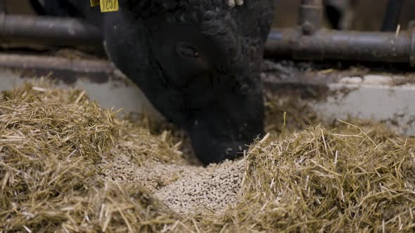 Beef cattle eats feed pellets mixed with hay, low angle close up