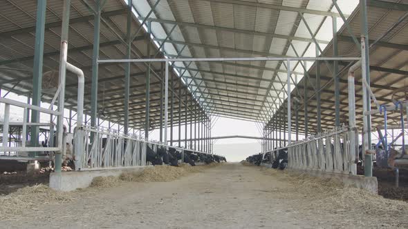 Dairy cows eating hay in a large stable on a dairy farm