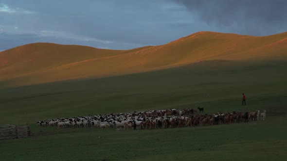 Herd of Sheep And Goats in The Meadows of Kazakhstan at Sunrise