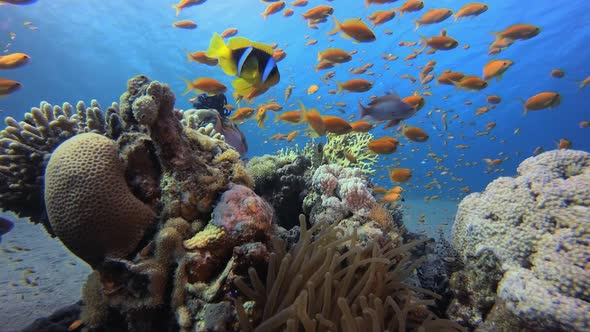 Underwater Colourful Life Clownfish