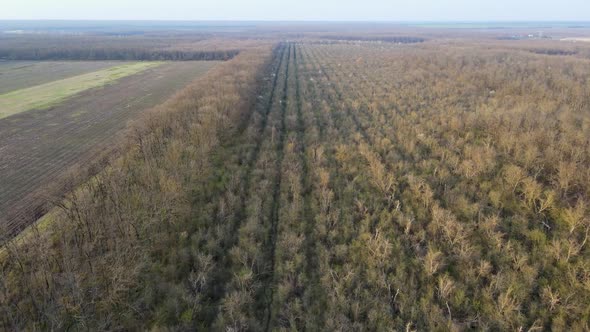 Flying over the spring forest