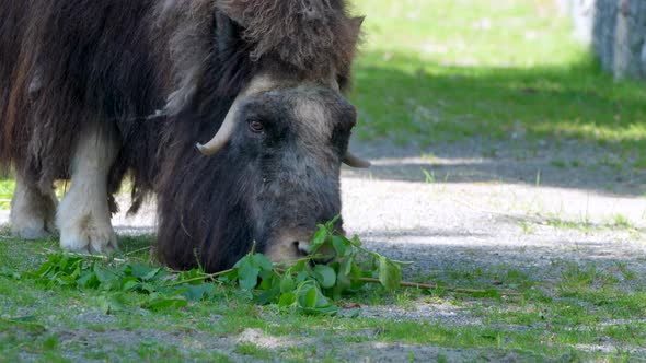 Close up shot of wild Muskox Ovibos Moschatus eating fresh green leaves outdoors - 4K prores footage