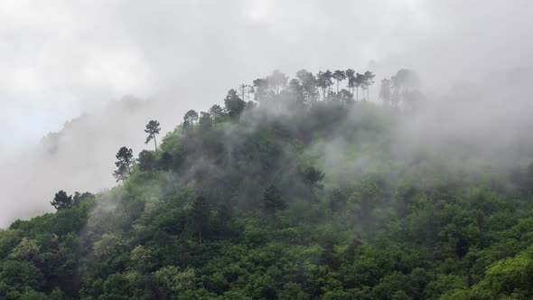 Mist Over Mountain Trees