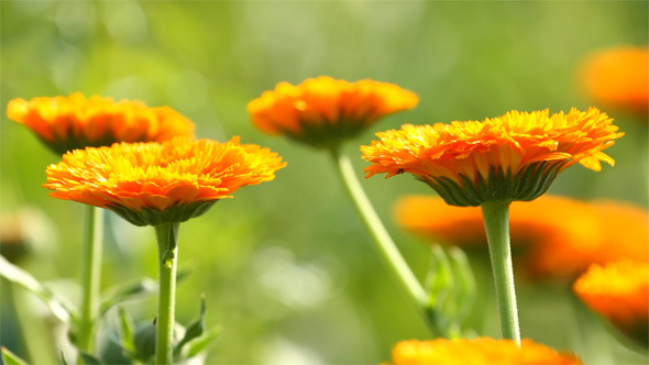 Calendula Flowers