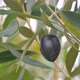 Olive - VideoHive Item for Sale