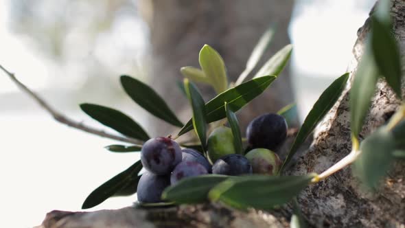Black and Green Olives with Olive Tree Leaves 