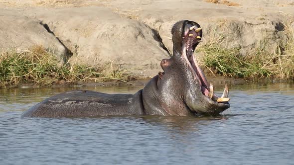 Hippopotamus Yawning With Gaping Mounth