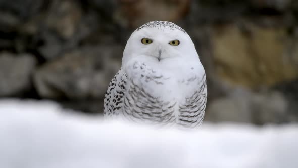 Snowy Owl Pan Reveal Closeup Standing in Snow Hunting in Morning