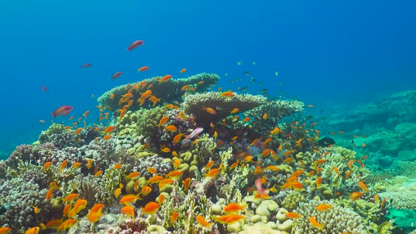 Tropical Fish on Vibrant Coral Reef