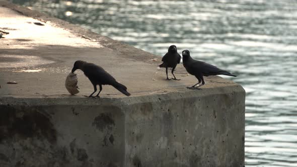 A crow is bite the paper and fly towards partner